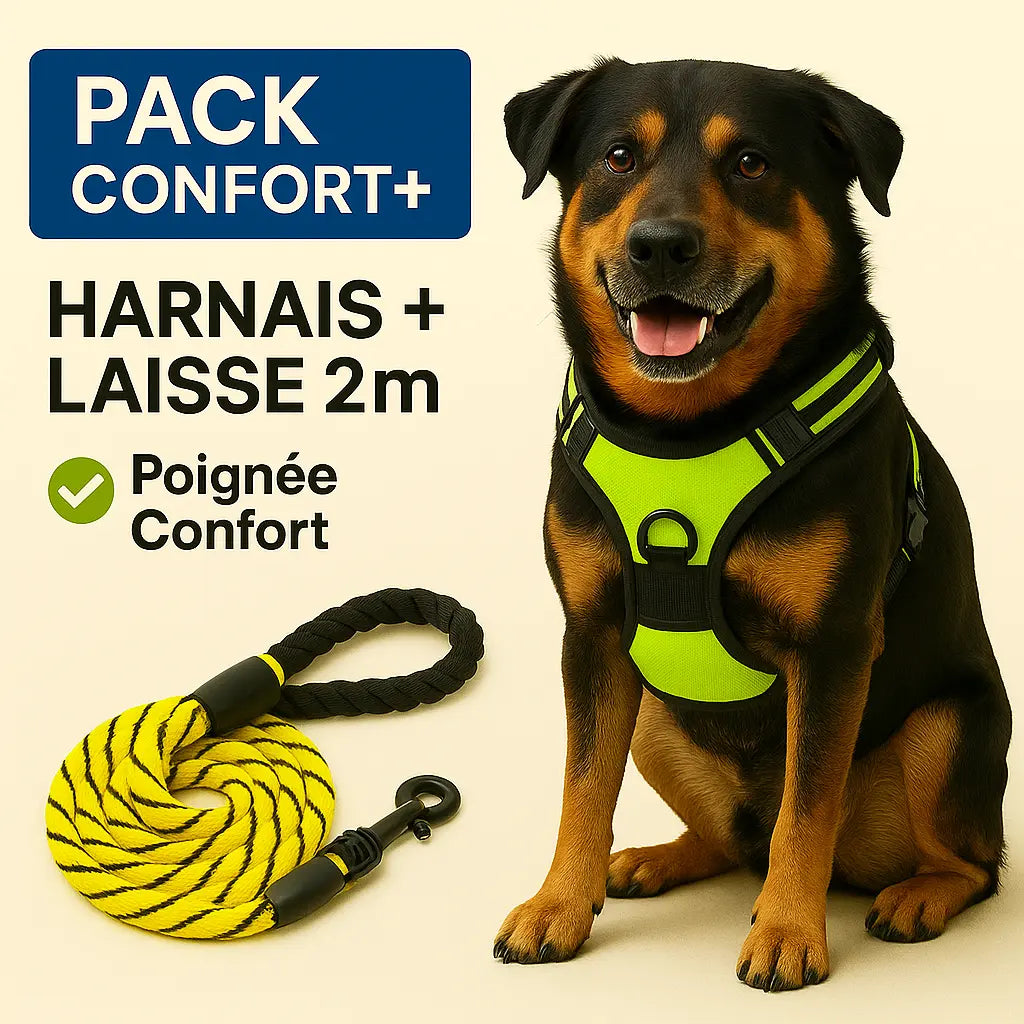 Chien noir et feu assis portant un harnais vert fluo avec laisse de 2m, pack confort anti-traction avec poignée rembourrée