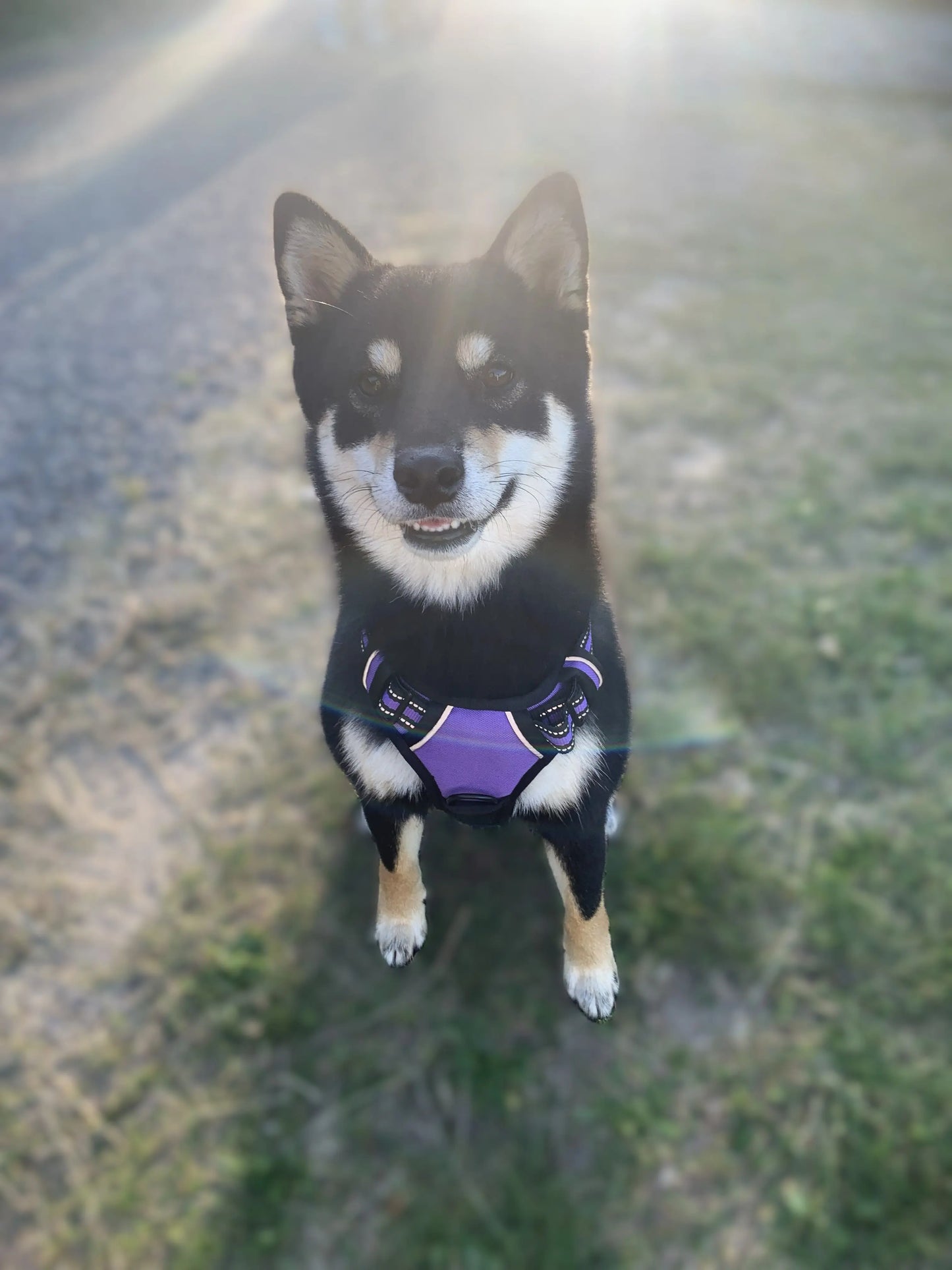 Harnais pour chien qui tire | Anti-traction, réglable et robuste