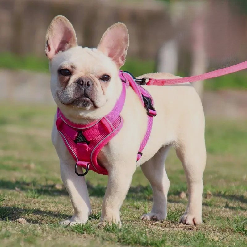 Bouledogue français beige portant un harnais rose lors d’une promenade dans un parc