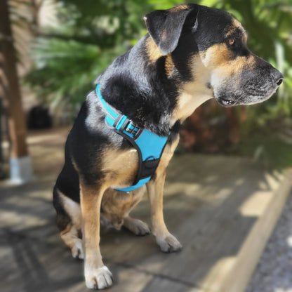Chien noir et marron portant un harnais de sécurité bleu, assis sur une terrasse en bois avec des plantes vertes en arrière-plan