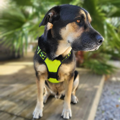 Chien noir et marron portant un harnais de sécurité jaune fluo, assis sur une terrasse en bois avec des plantes vertes en arrière-plan