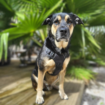 Chien noir et marron portant un harnais de sécurité noir, assis sur une terrasse en bois avec des palmiers en arrière-plan
