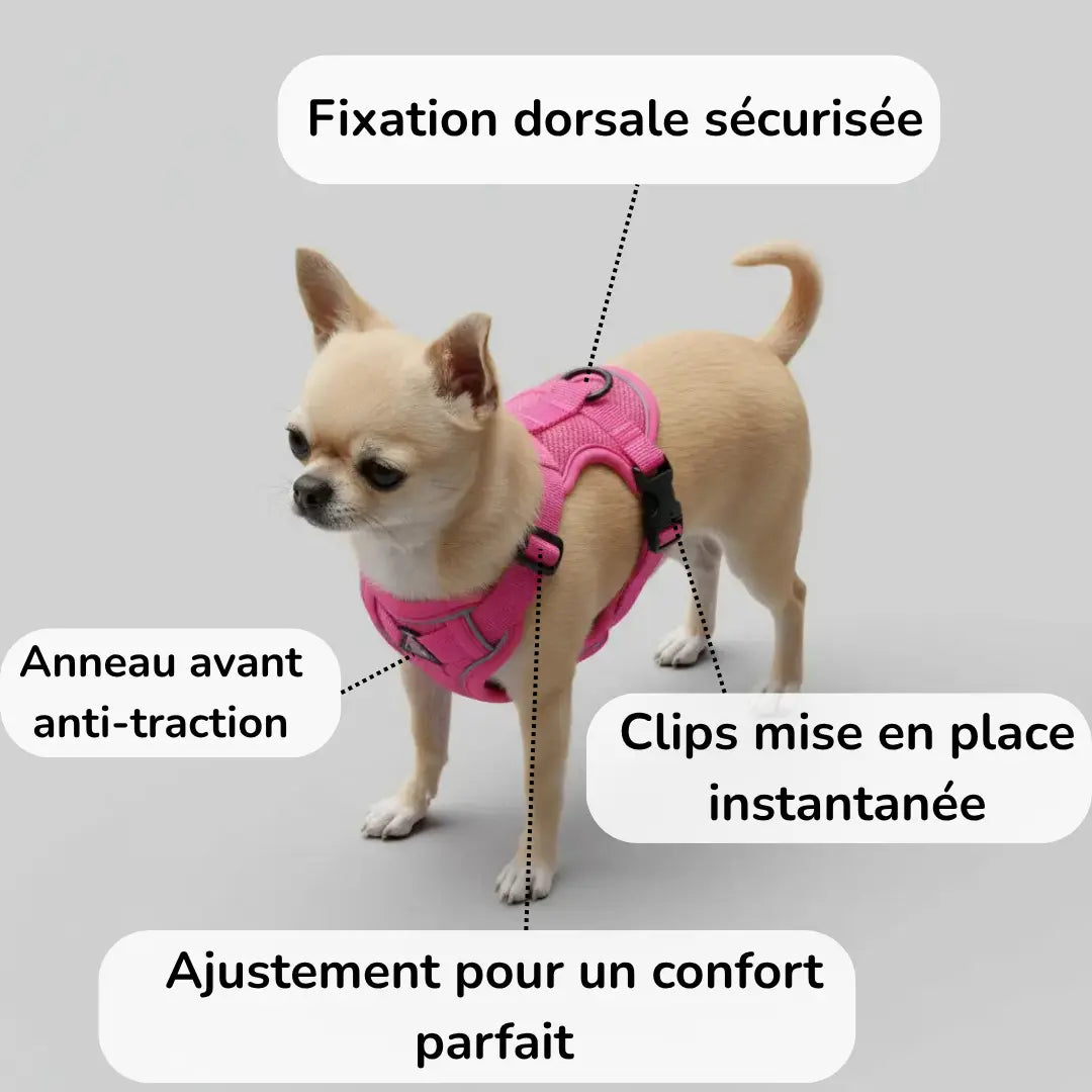 Chihuahua portant un harnais rose Skwatou, harnais léger et confortable pour petit chien