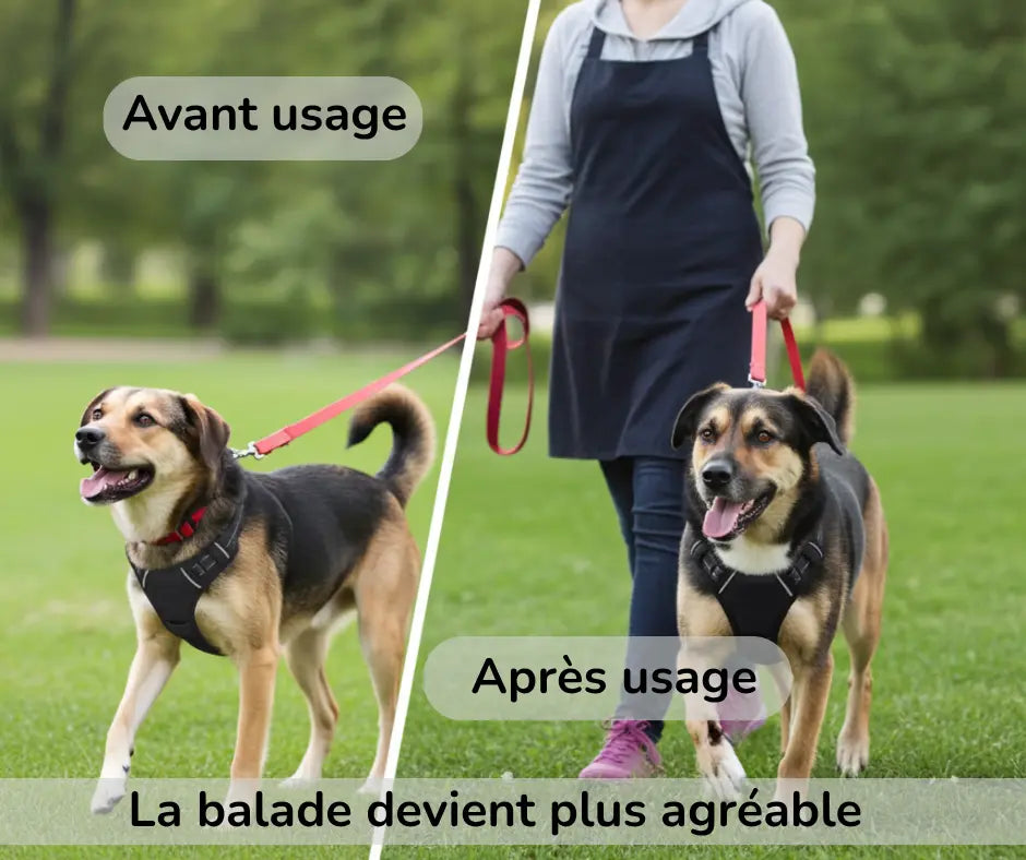 Comparaison avant usage et après usage du harnais anti-traction Skwatou pour chien, montrant une marche plus calme