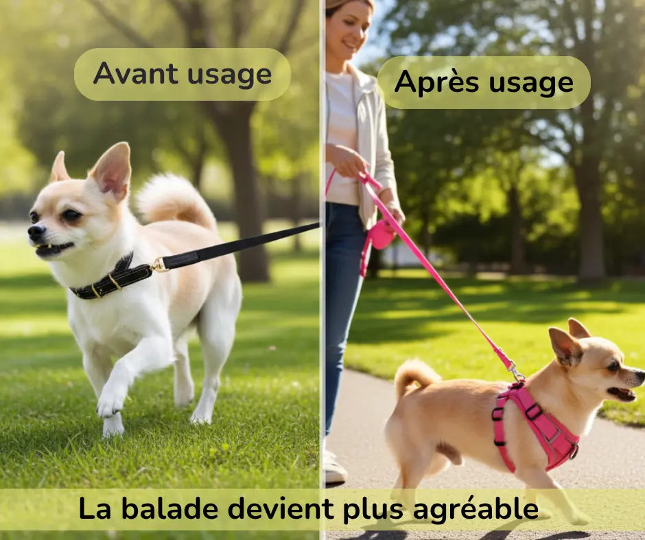 Comparaison avant et après l’usage du harnais anti-traction Skwatou sur un petit chien, montrant une marche plus agréable