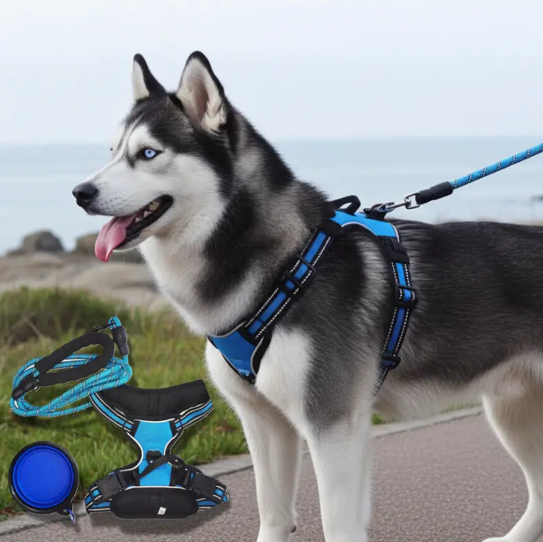 Chien husky portant un harnais anti-traction bleu avec laisse et accessoires – Pack Premium Skwatou