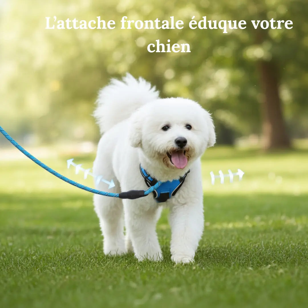 Chien blanc portant un harnais anti-traction bleu Skwatou avec attache frontale, montrant comment le harnais redirige le chien en douceur pendant la marche