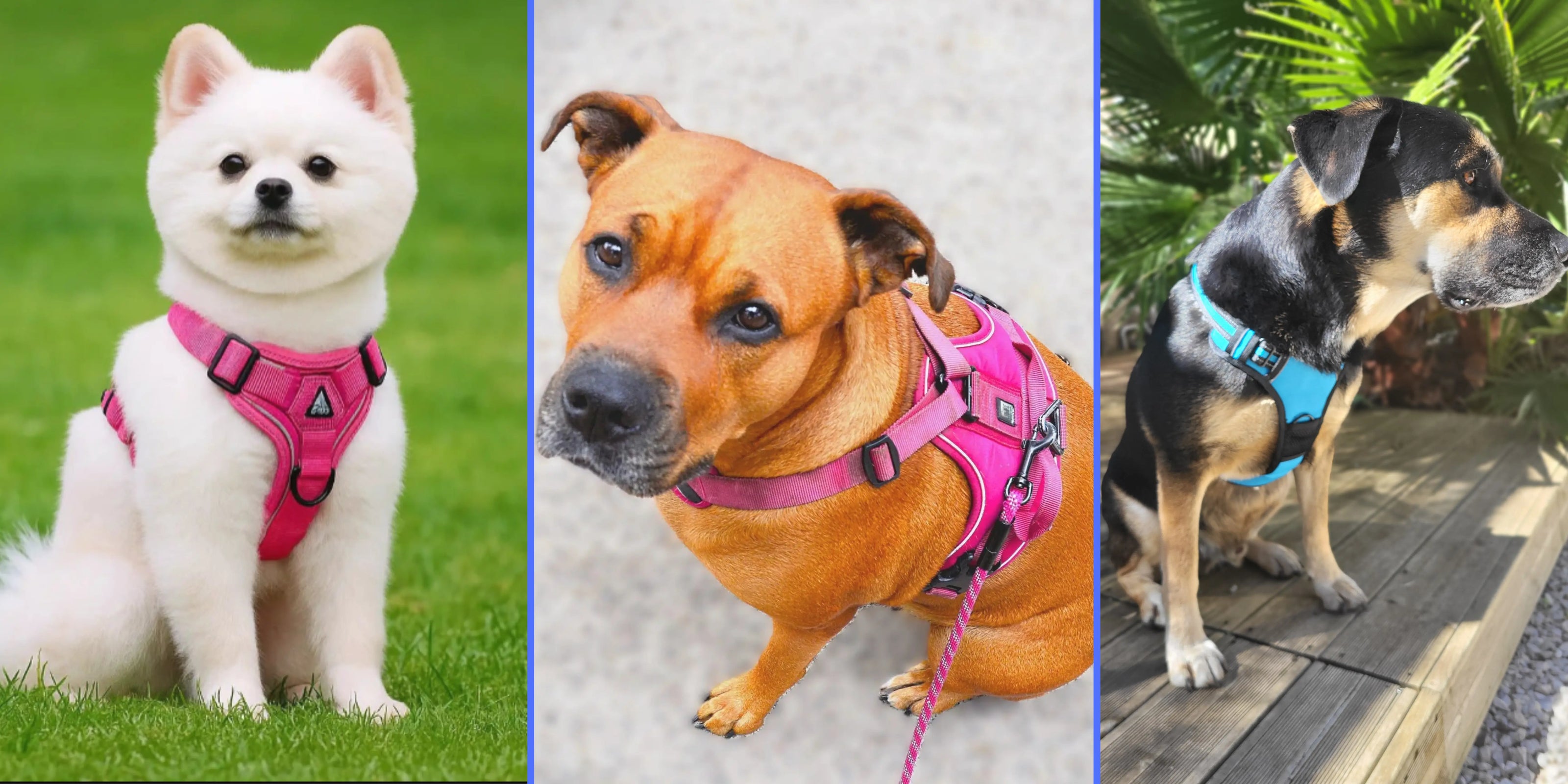 Trois chiens de tailles différentes portant des harnais colorés, un petit chien blanc avec un harnais rose, un chien marron avec harnais rose et un chien noir et beige avec harnais bleu