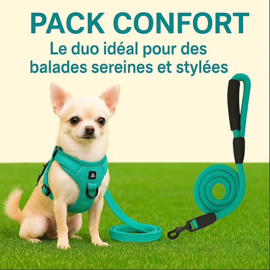 Chihuahua portant un harnais vert avec laisse assortie – Pack confort pour chien